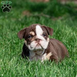 Cocoa Tide, English Bulldog Puppy